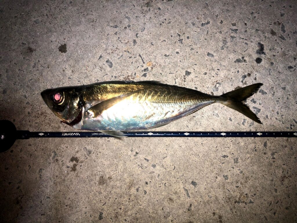 21年3月6日 夜釣りもおすすめ加治木港 サバが爆釣 釣れればアジも尺アジ級にデカい よか日でしょう 21年3月6日 夜釣りもおすすめ加治木港 サバが爆釣 釣れればアジも尺アジ級にデカい よか日でしょう